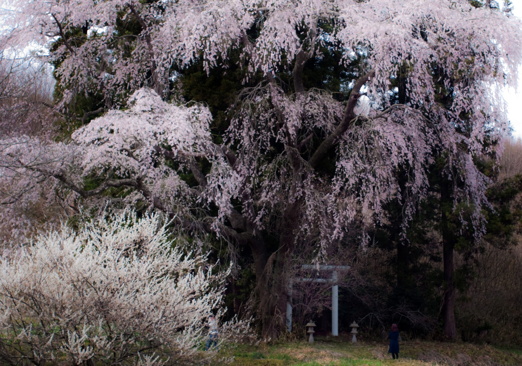 苦桜