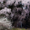 苦桜