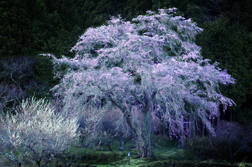 250-year-old higan cherry