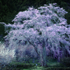250-year-old higan cherry