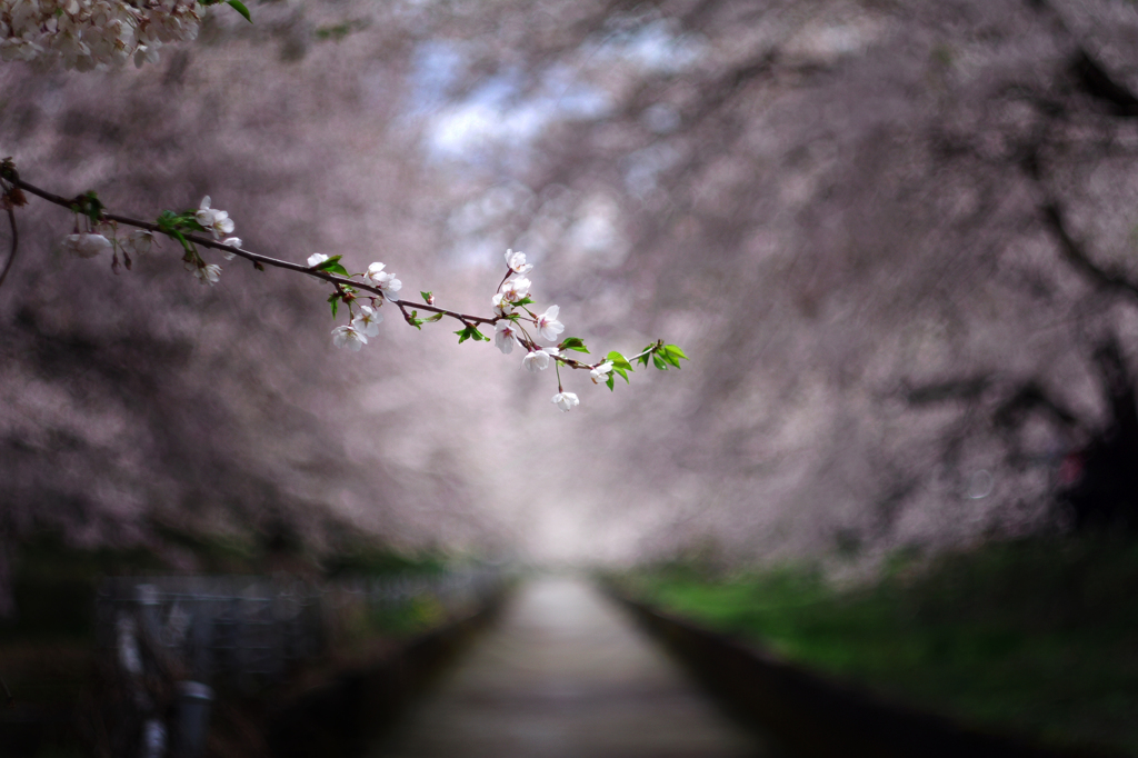 桜の叫び