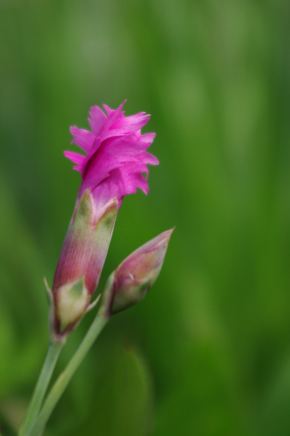 カーネーション？