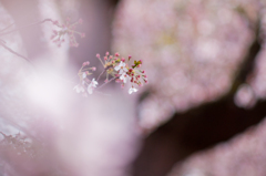 桜餅色