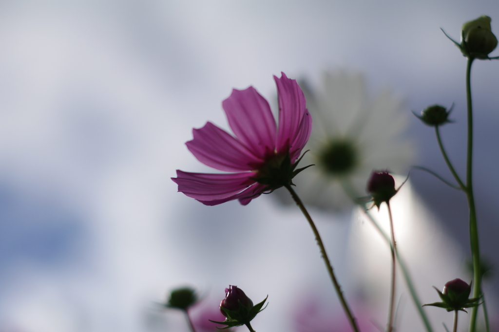 好きな花
