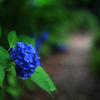 紫陽花デッサン。