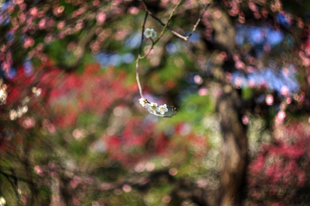 Zeiss Biotarの呪い