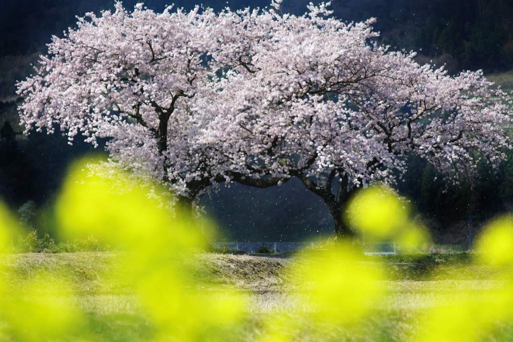 布目夫婦桜_2013春