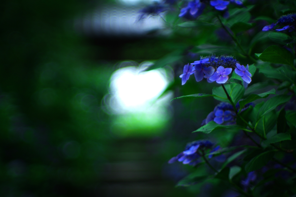 妖怪屋敷　～紫陽花寺～