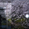 登場ゲート　～平成末年桜～