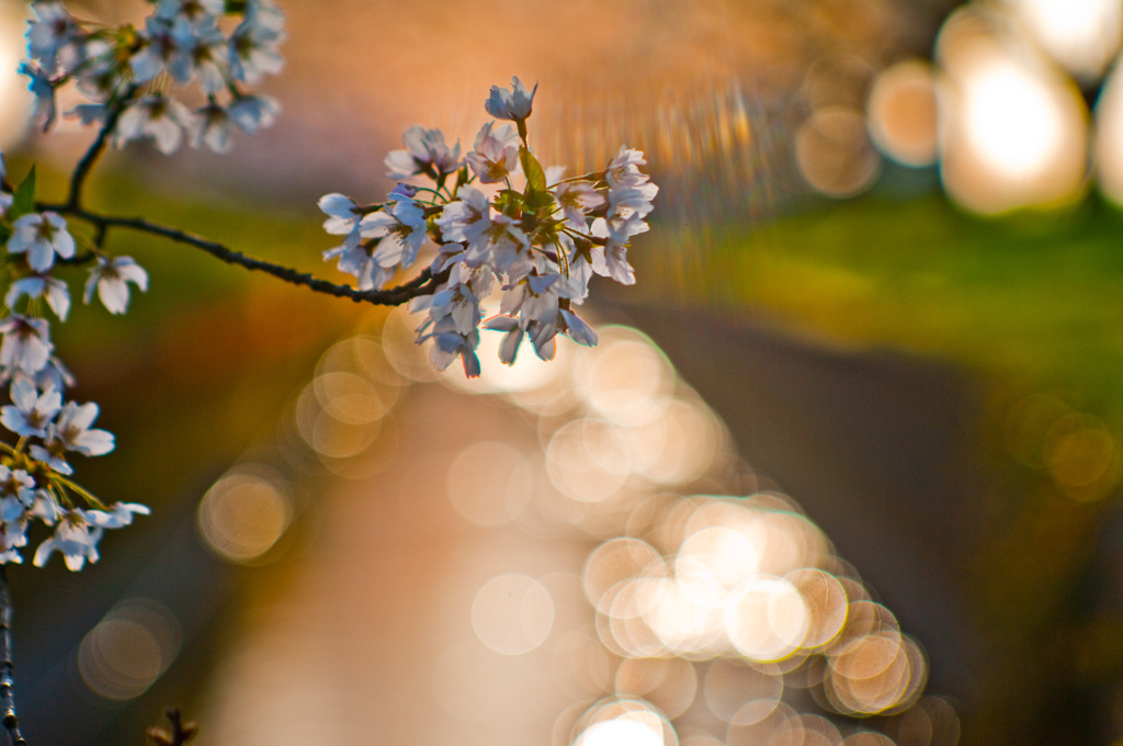 越後桜 掘割夕景　～令和初桜～