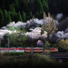 さくら 鉄蔵　～平成末年桜～