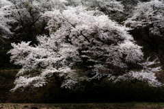 越乃桜吹雪