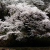 越乃桜吹雪