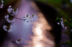 越後桜 掘割夕景　～平成末年桜ファイナル～