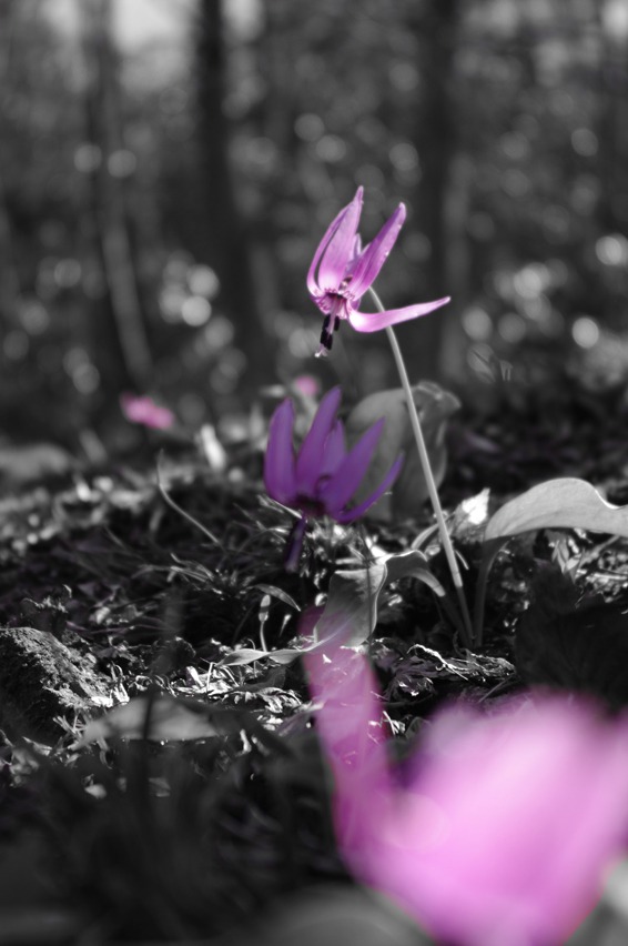 里山に小さな灯火