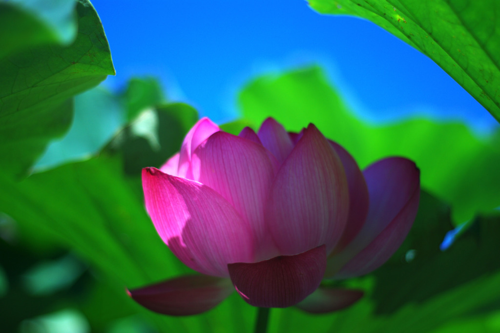 a lotus flower