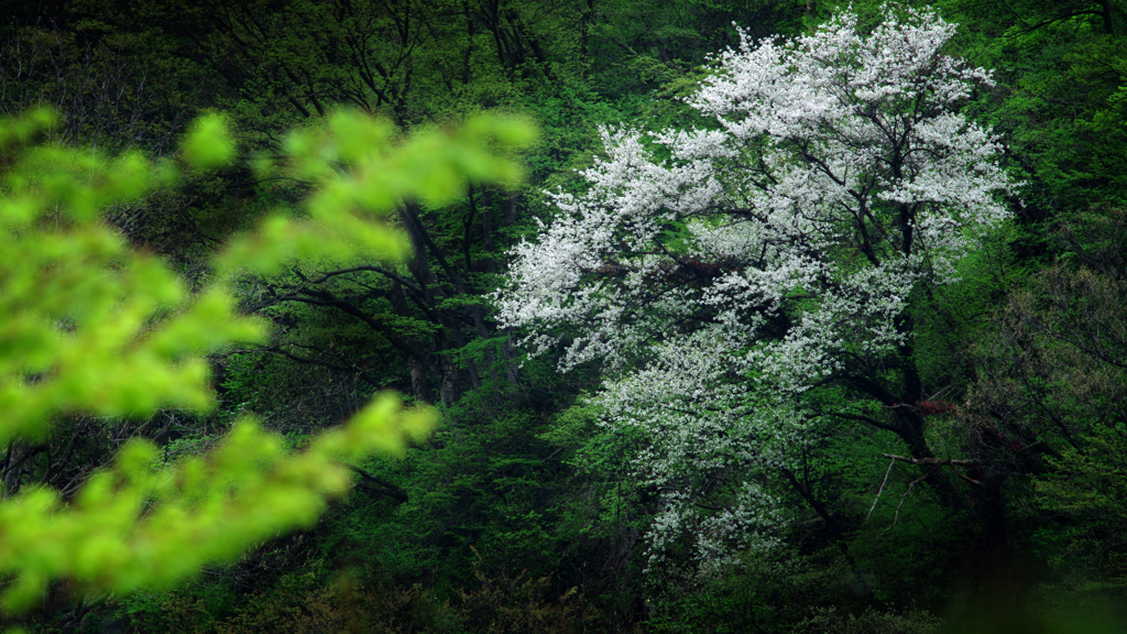 ワイルド桜（フラワー）ちゃん