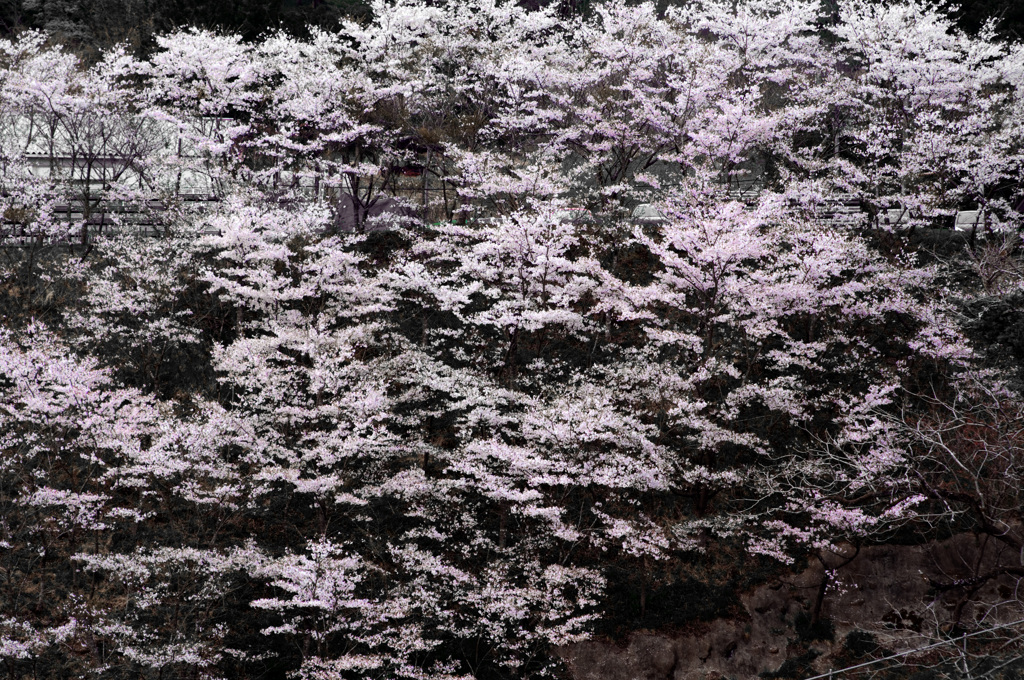 渓谷桜