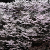 渓谷桜