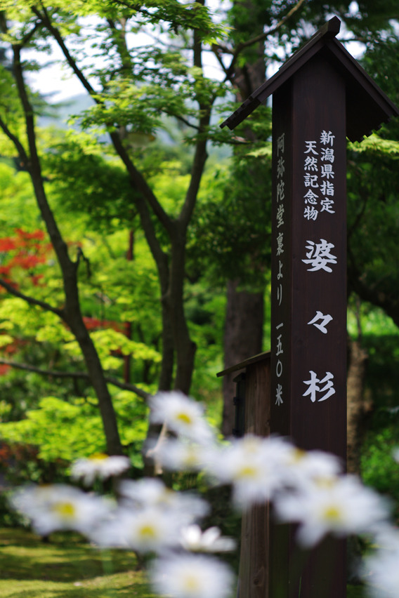 宝光院入口にて【M50mmF1.7】