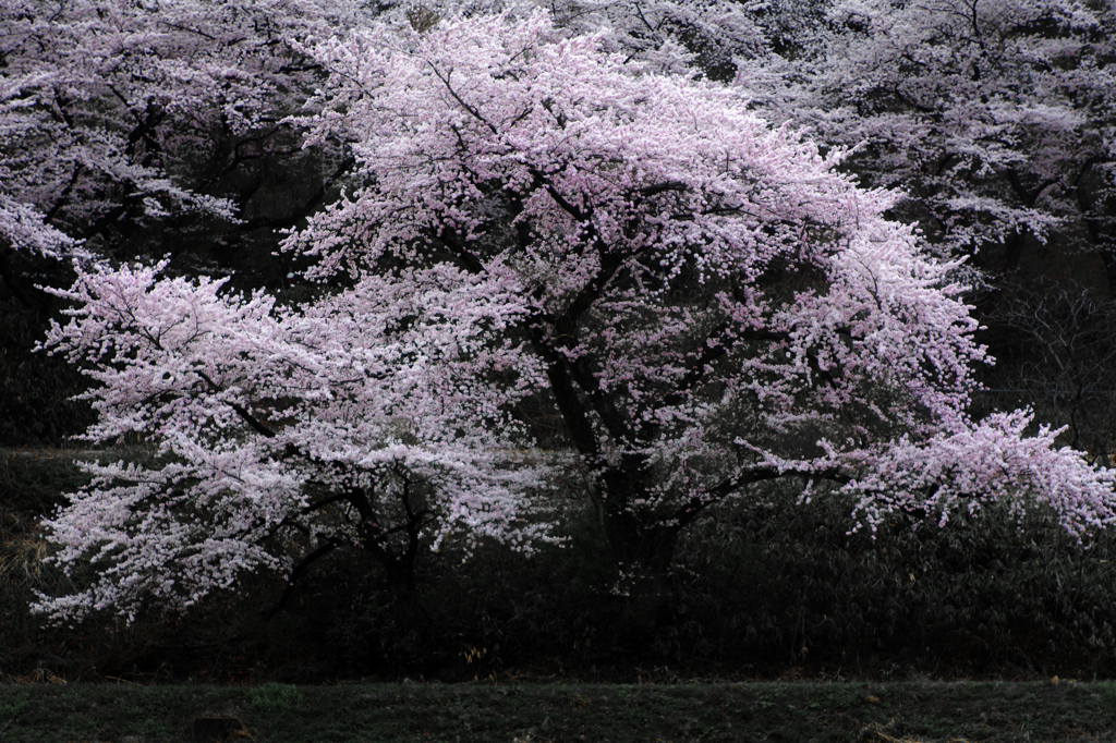 越後関川　満開