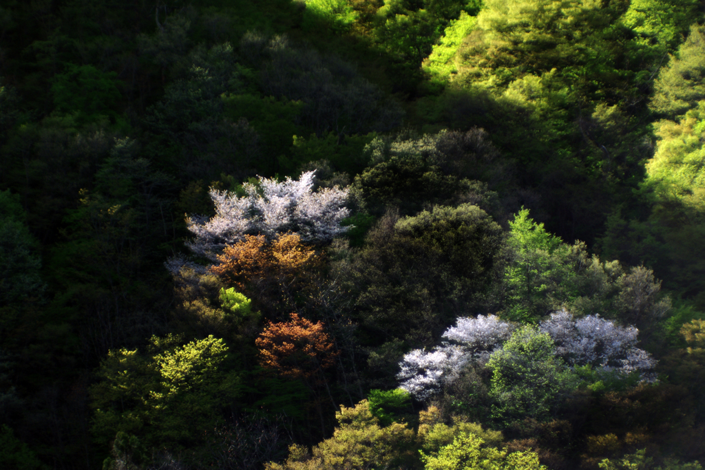 wild cherry blossoms