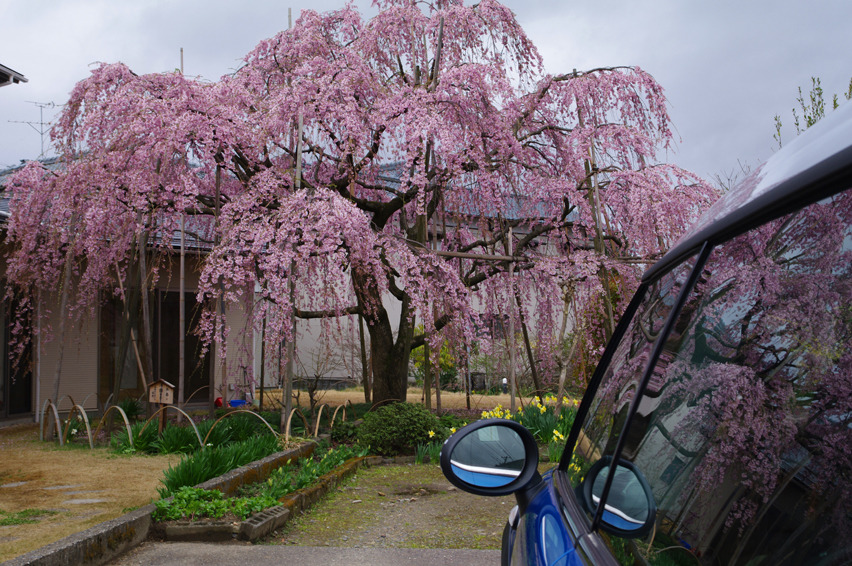 三春の滝櫻ジュニア