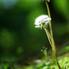 noby bokeh　～耳かき棒～