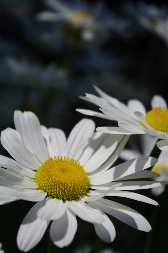 結構お気に入り