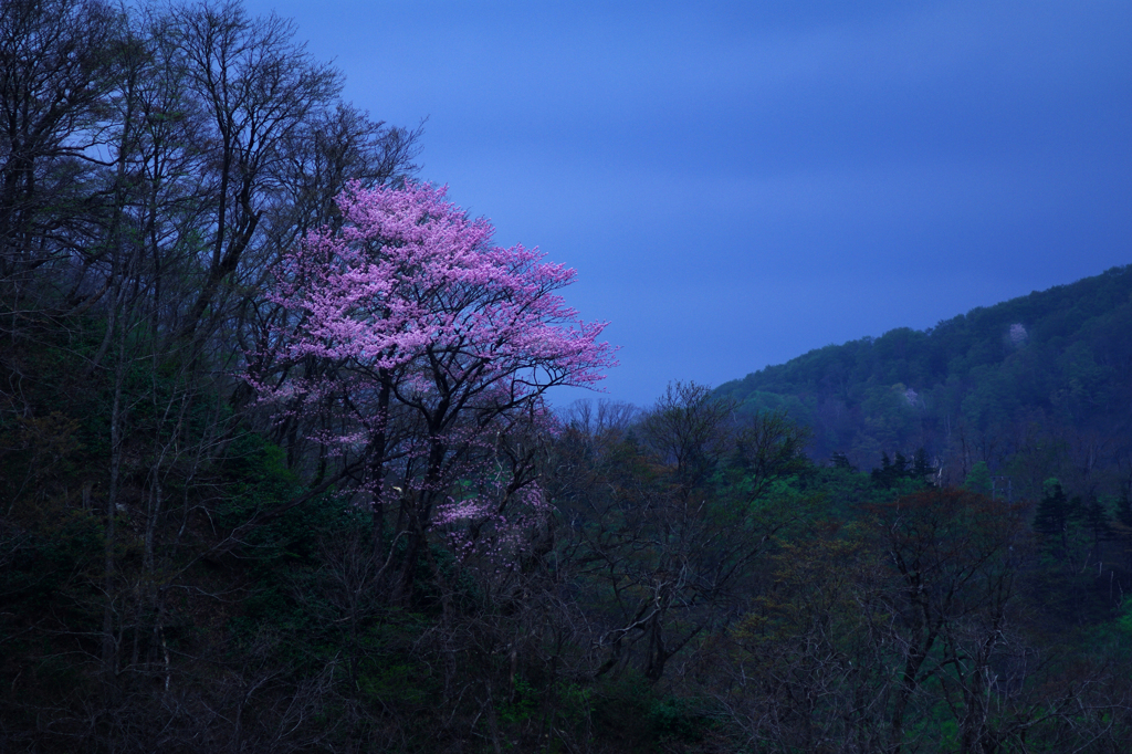 峠の桜