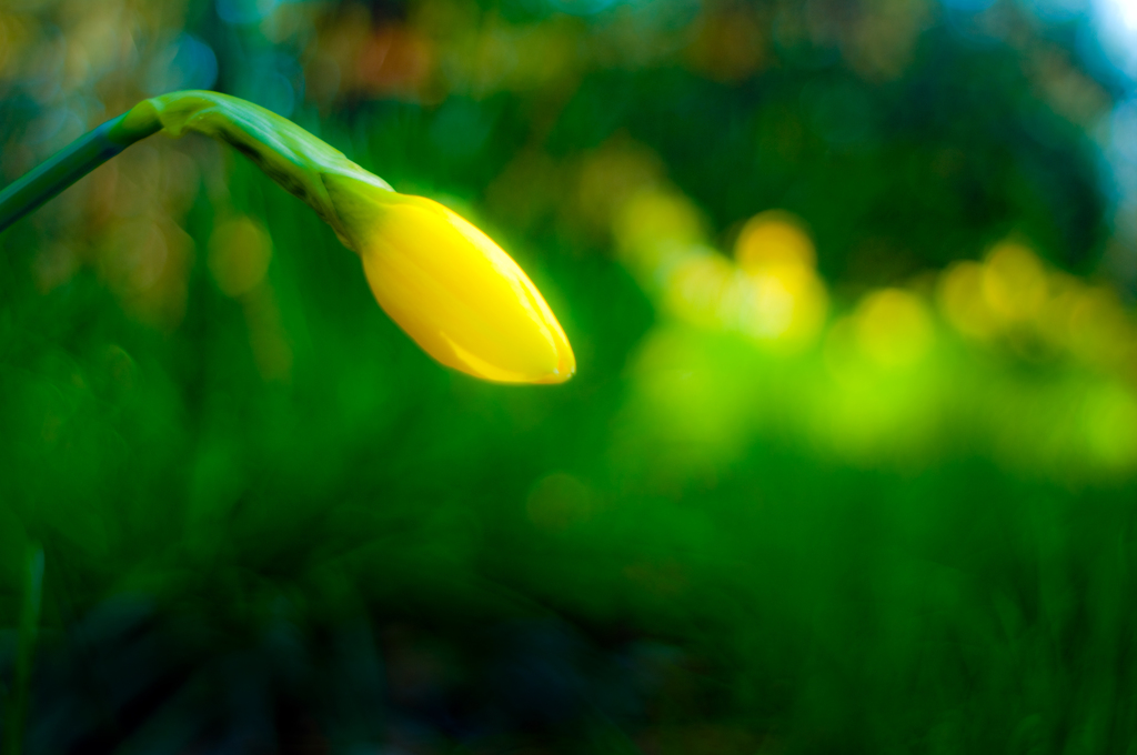 spring Candy