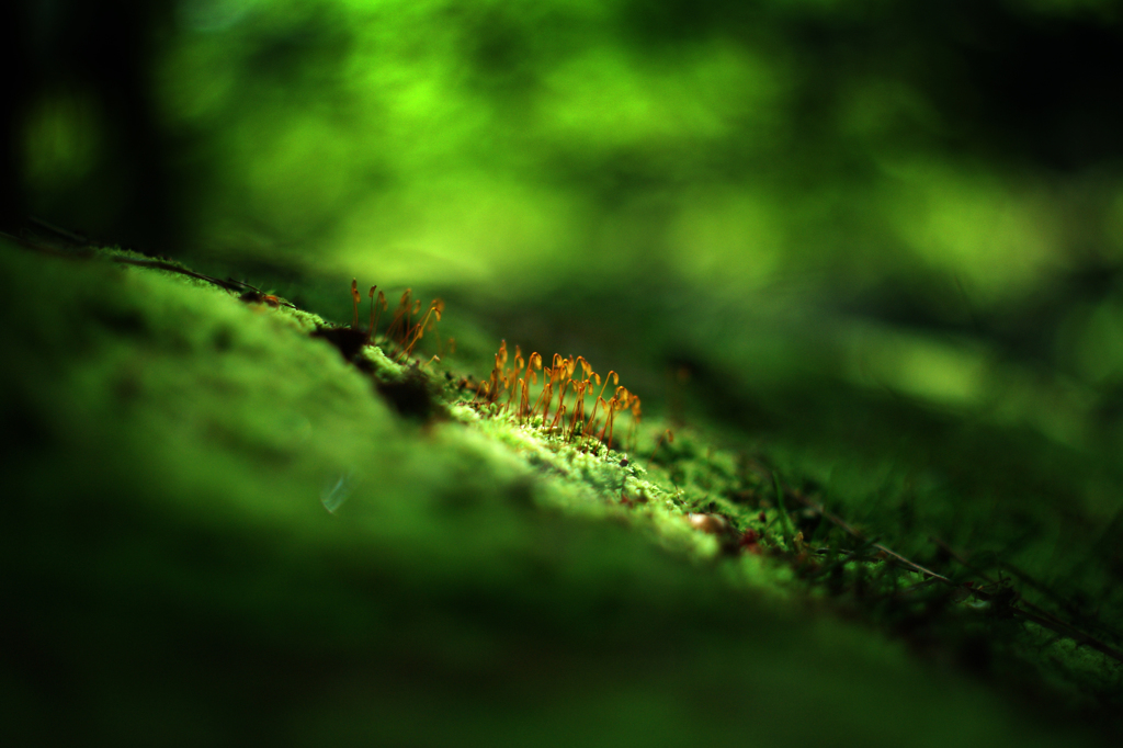 noby bokeh　～秘密の行進～
