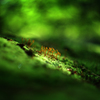noby bokeh　～秘密の行進～