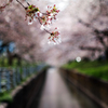 越乃掘割桜