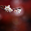 冬桜　~2017秋ファイナル～