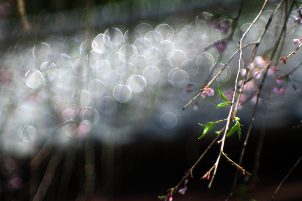 I 'm 花咲か爺　~2015桜ファイナル~