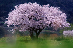 布目夫婦桜