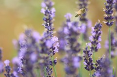 IMG_7402ラベンダーの蜜を求めて