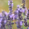 IMG_7402ラベンダーの蜜を求めて