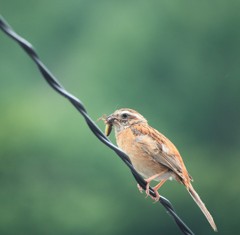 IMG_7355獲物は大きいぞ