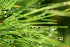 雨に濡れた松葉