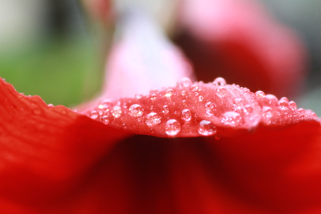 IMG_6917　雨に打たれたサンパラソル