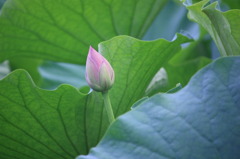 IMG_7018 蓮一輪
