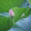 IMG_7018 蓮一輪