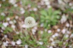 花びら柄のじゅうたん