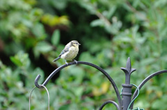 blue tit