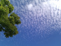 晩夏の鱗雲