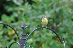 blue tit