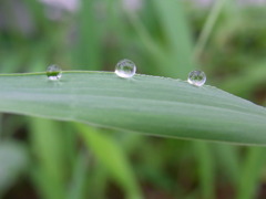 水玉