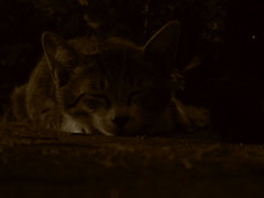 おやすみぃ